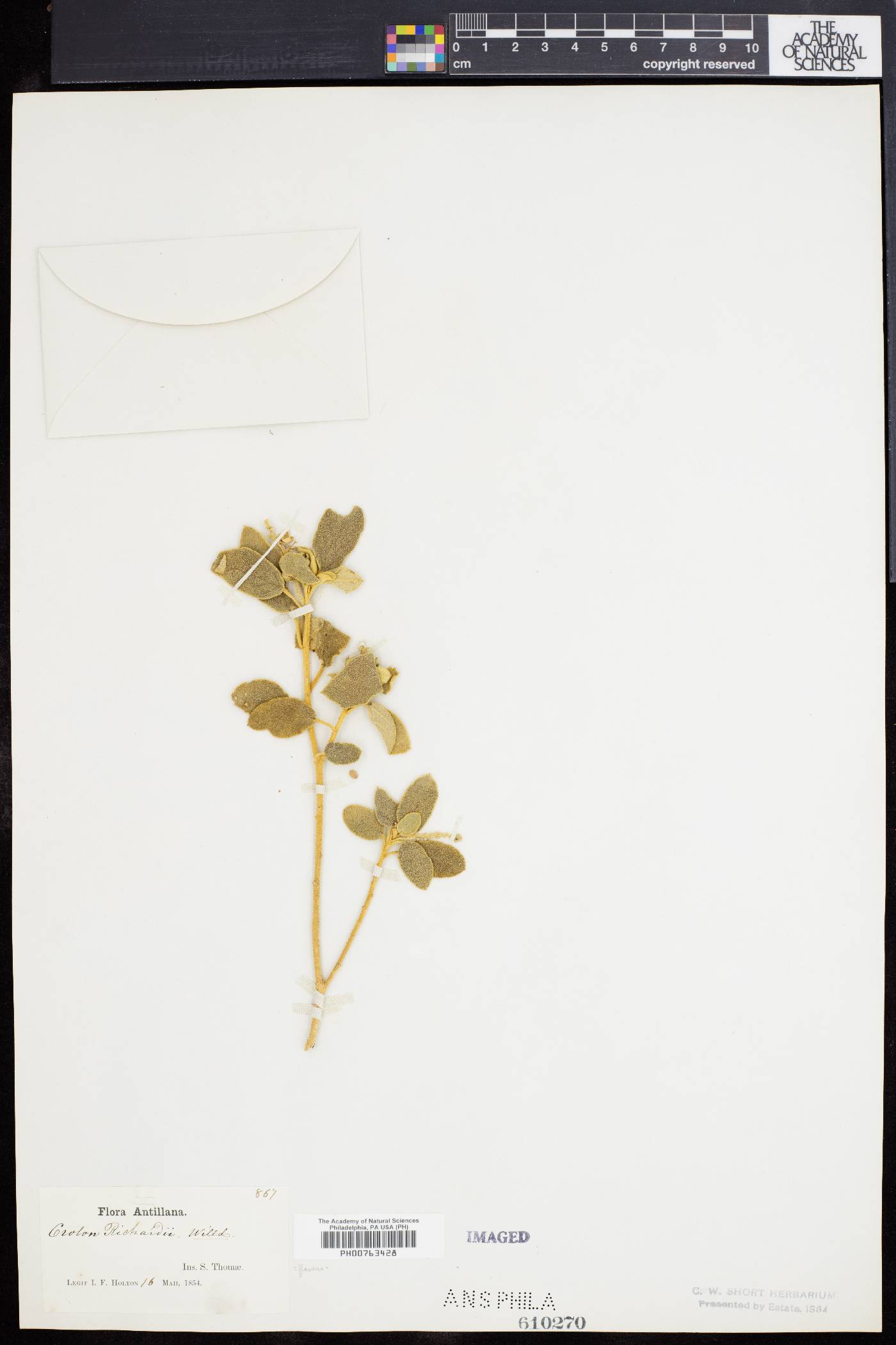 Croton flavens image