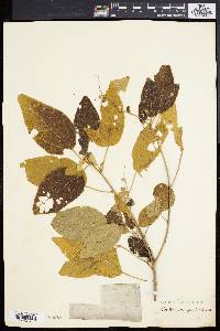 Croton morifolius image