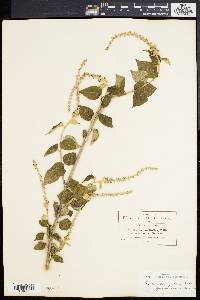 Croton morifolius image