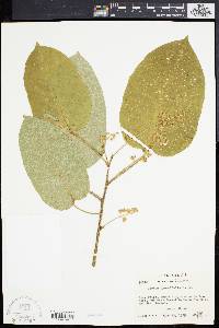 Croton pyramidalis image