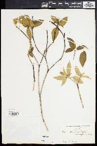 Mallotus rhamnifolius image