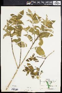 Mallotus rhamnifolius image