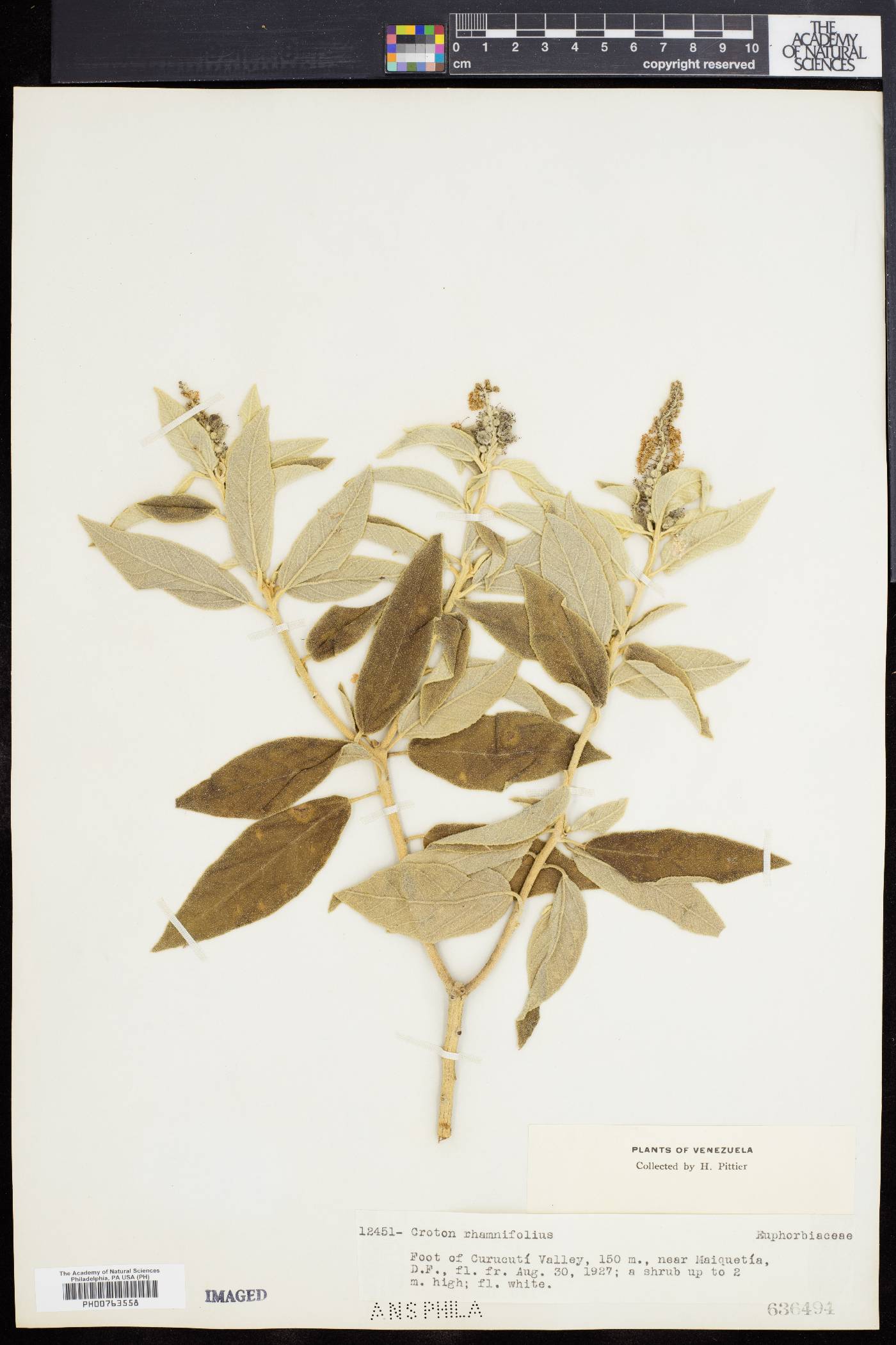 Mallotus rhamnifolius image