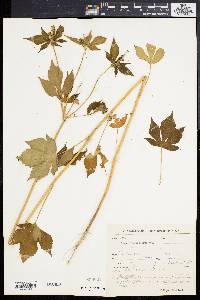 Mallotus rhamnifolius image