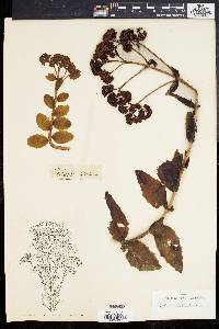 Sedum telephium image