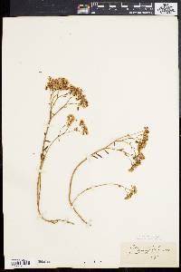 Sedum album image