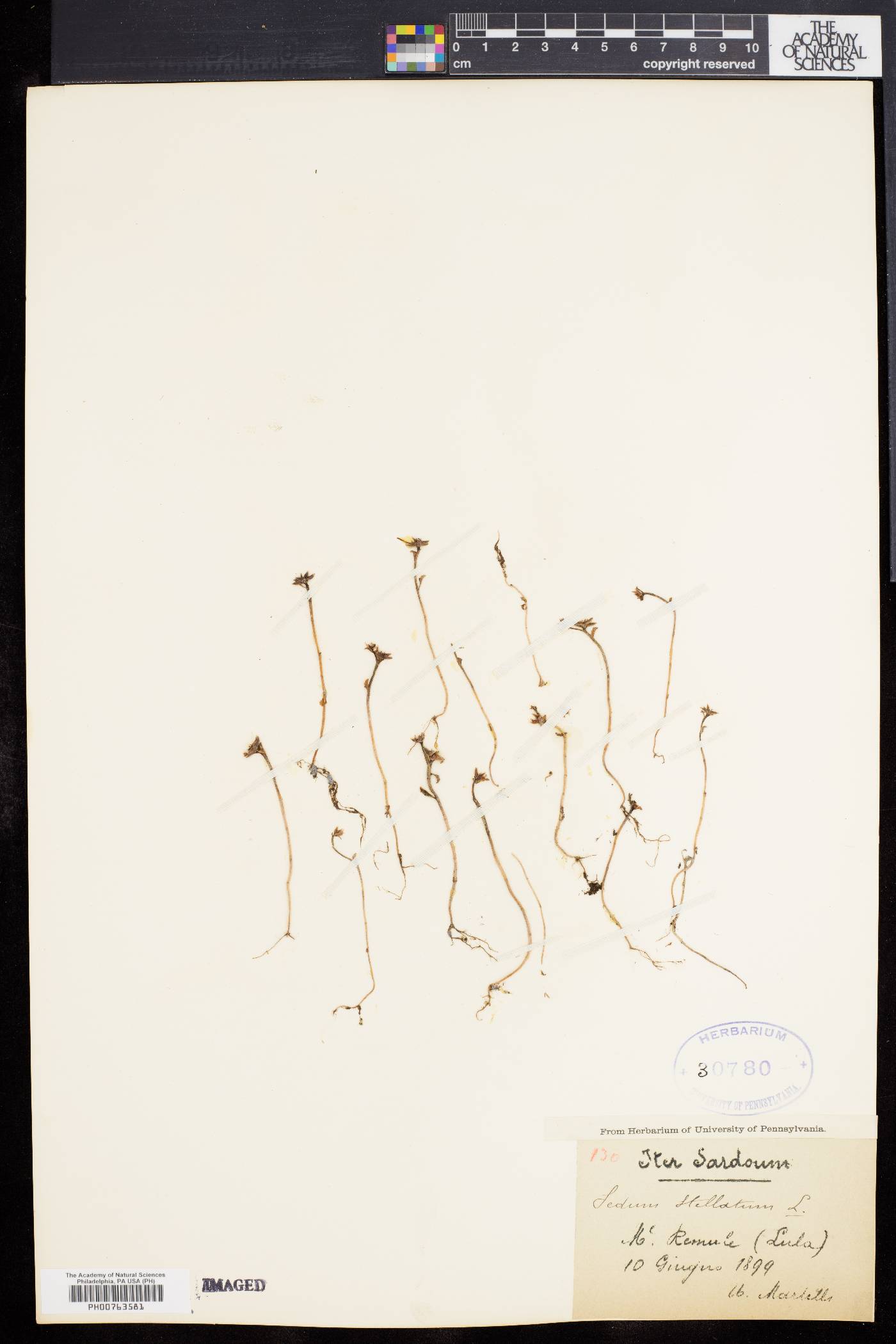 Sedum stellatum image