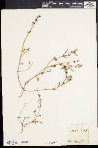Sedum stellatum image