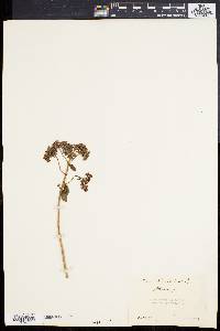 Sedum telephium image