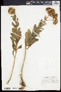 Hylotelephium maximum image