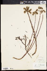 Sedum sexangulare image