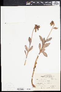 Sedum kamtschaticum image