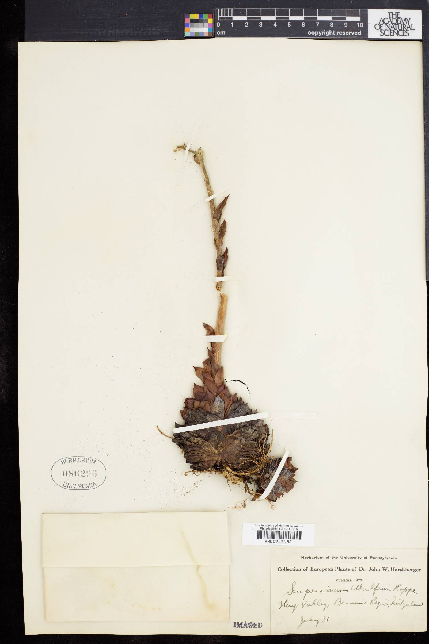 Sempervivum wulfenii image
