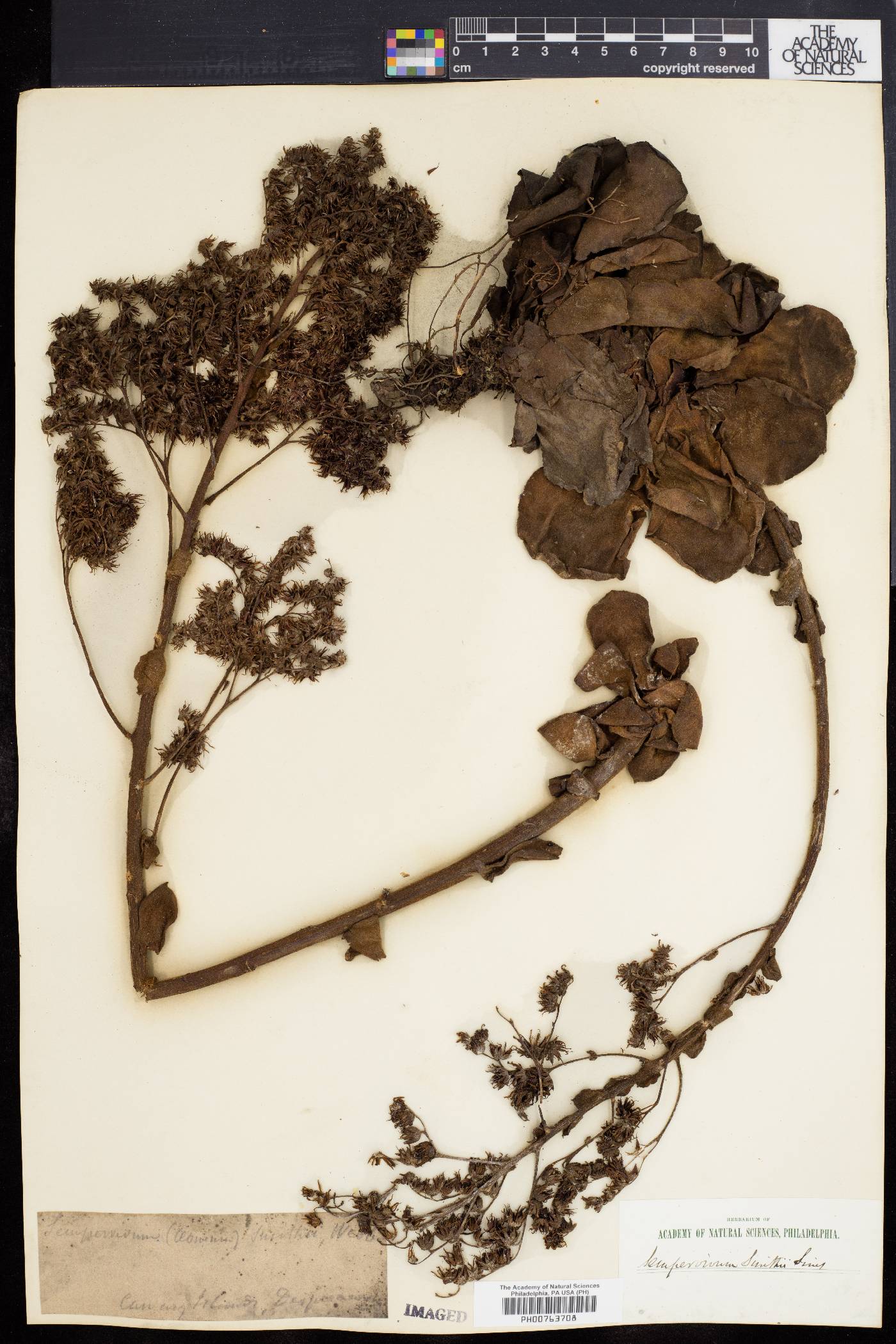 Aeonium smithii image
