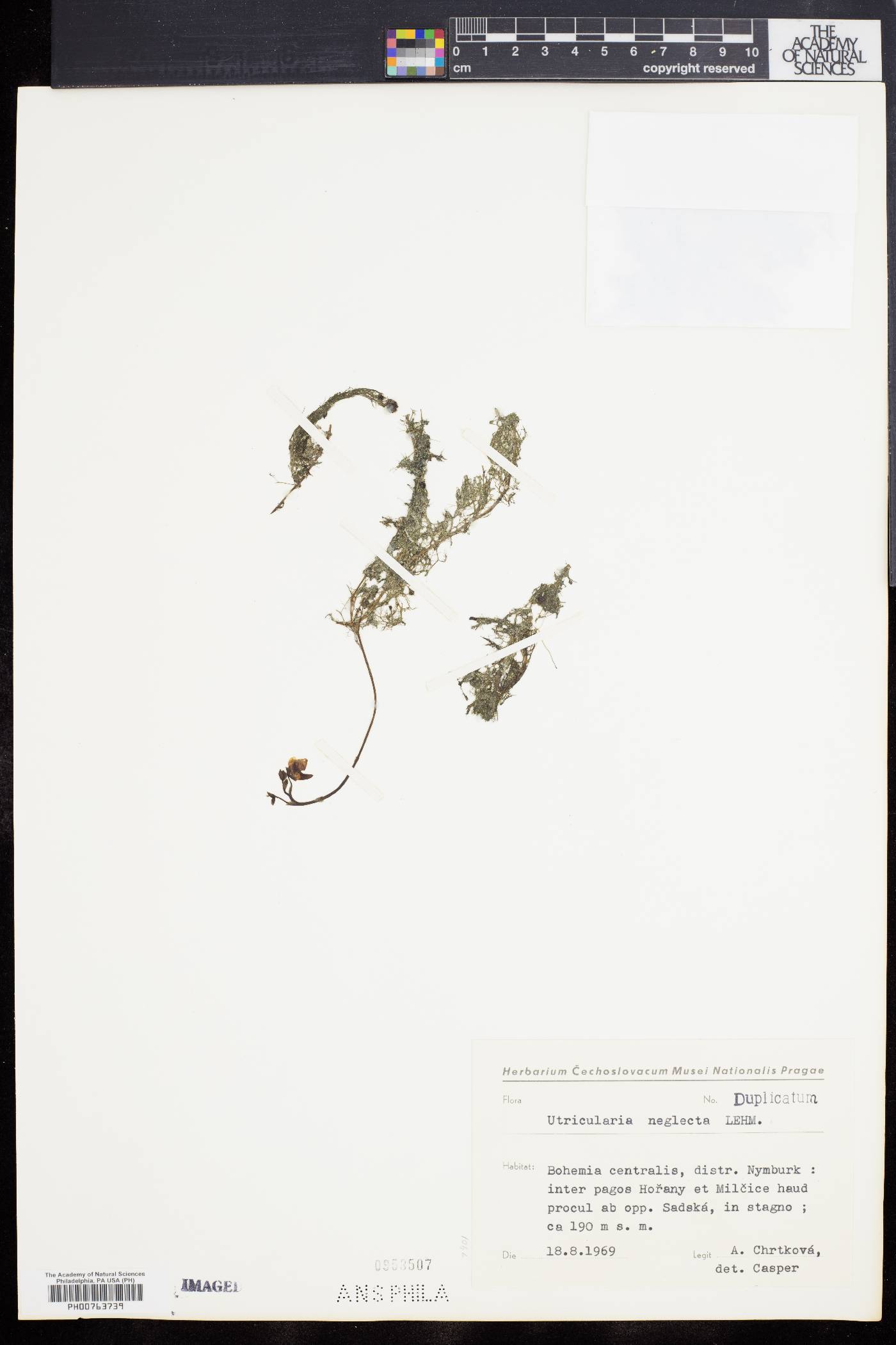 Utricularia australis image