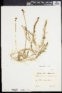 Utricularia australis image