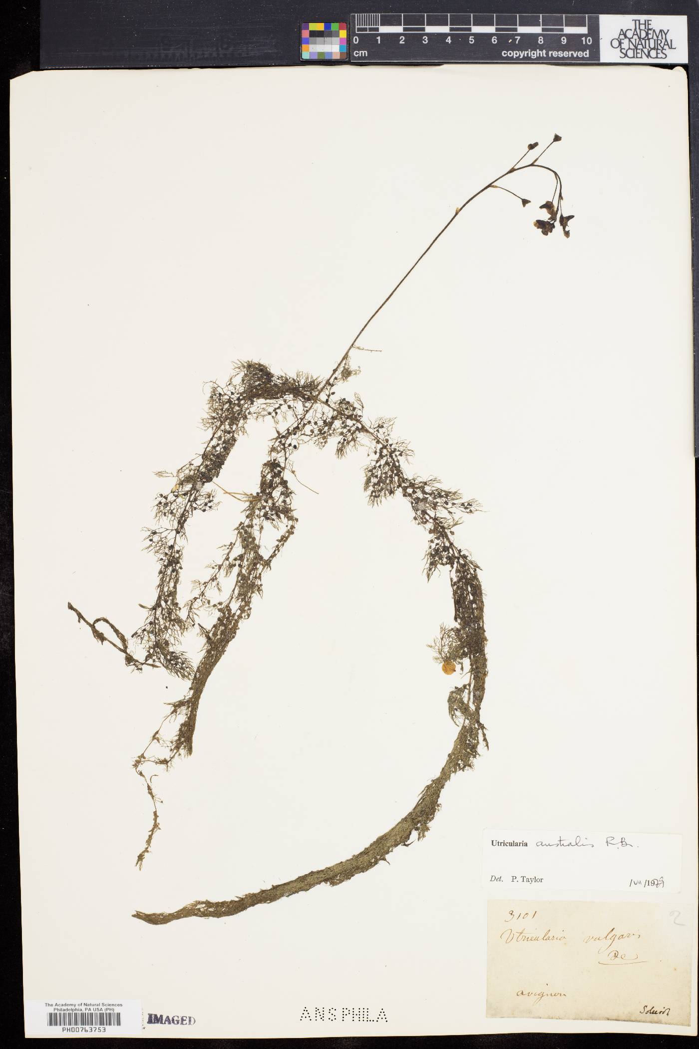 Utricularia australis image
