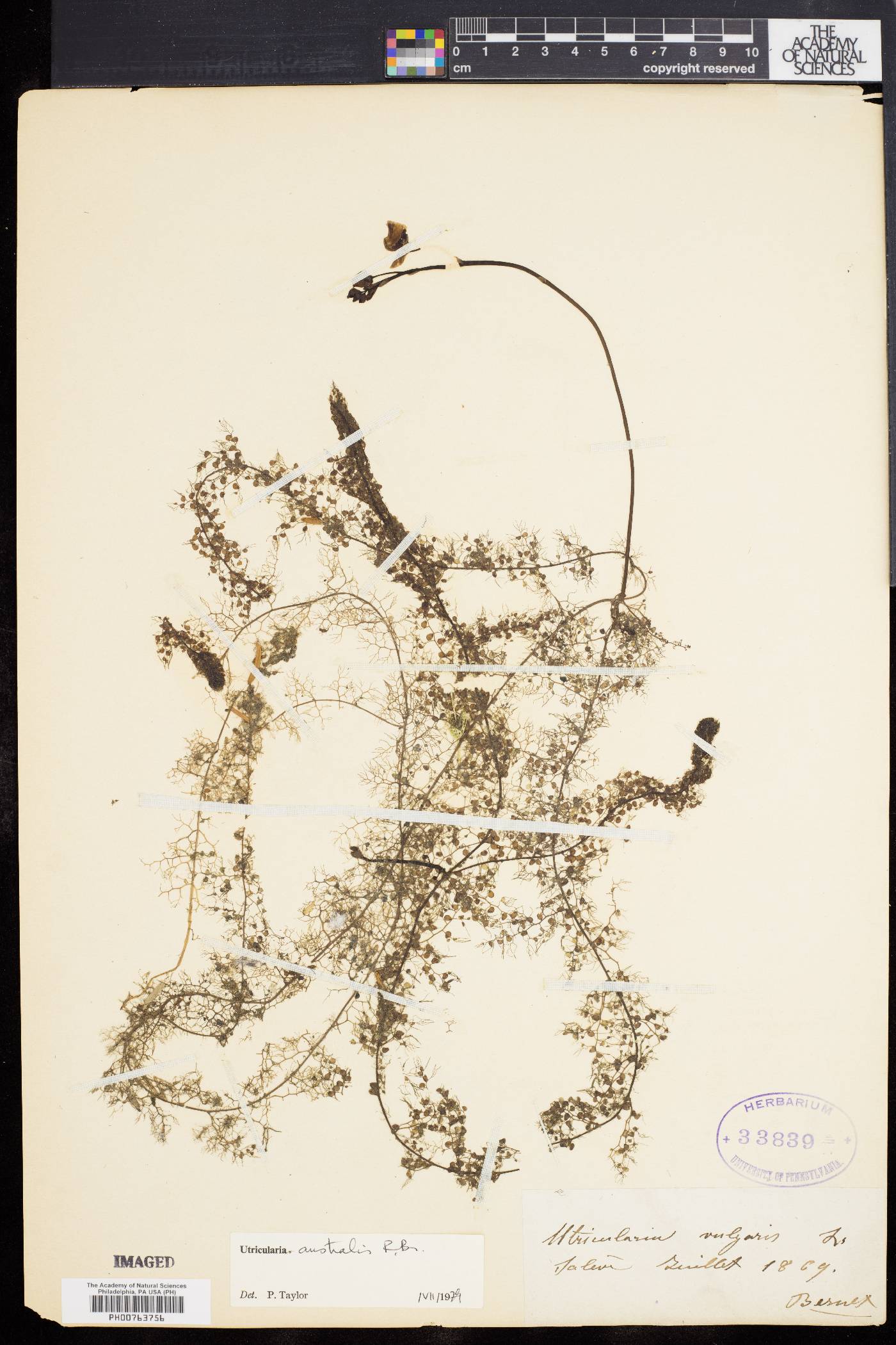 Utricularia australis image