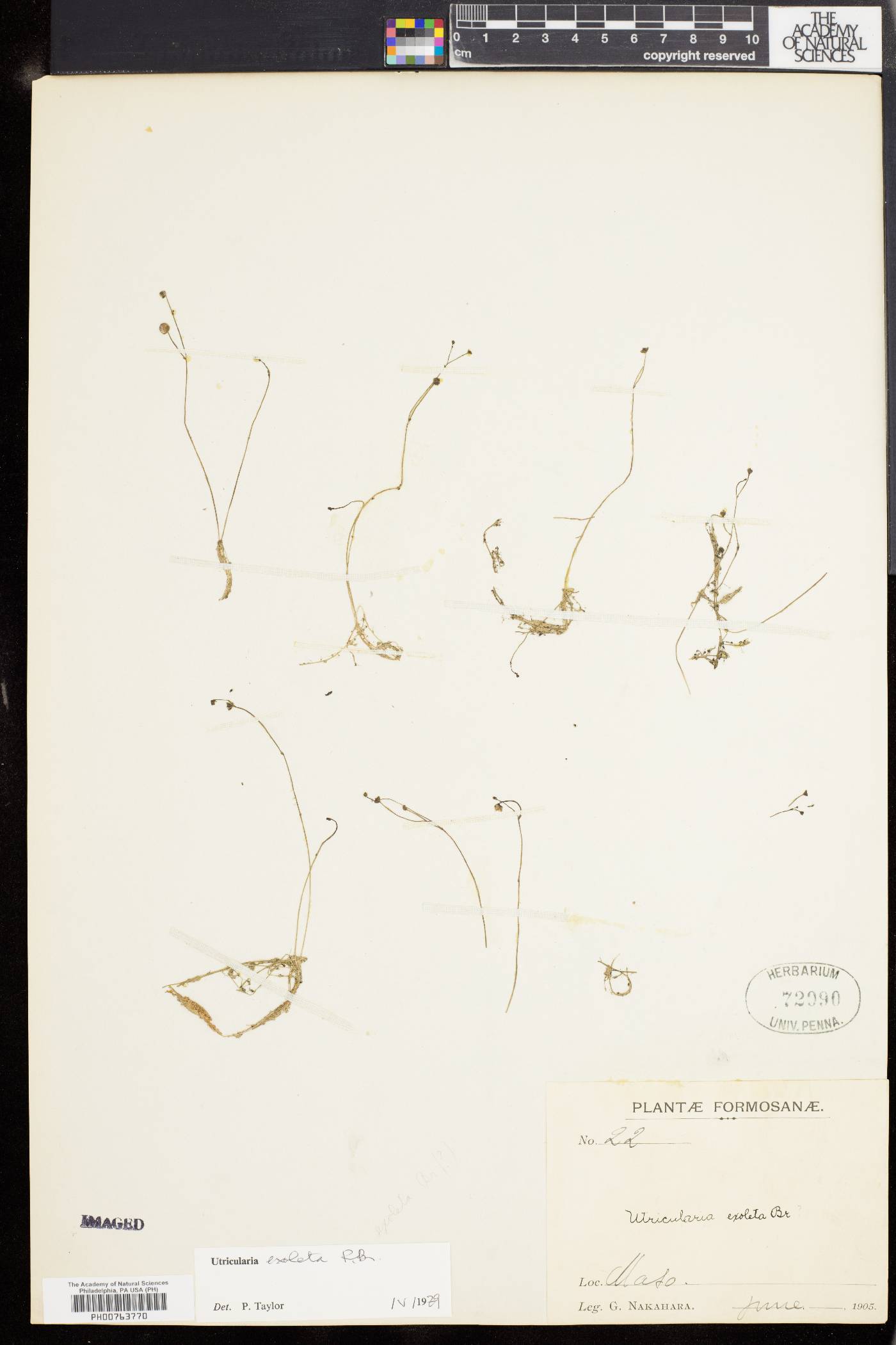 Utricularia exoleta image