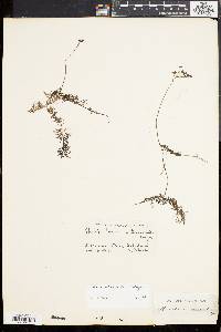 Utricularia intermedia image