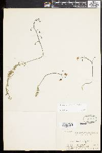 Utricularia australis image