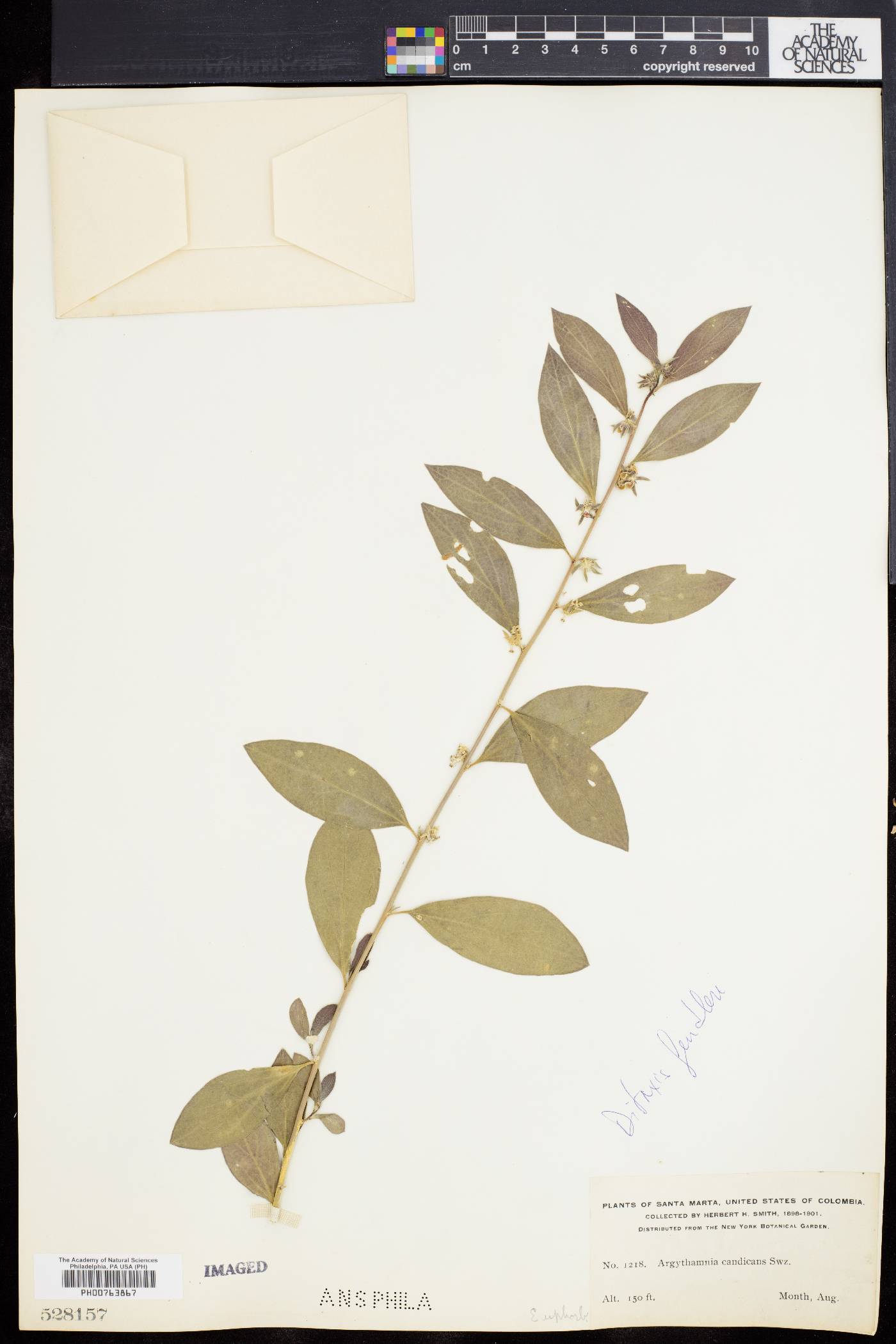 Ditaxis argothamnoides image