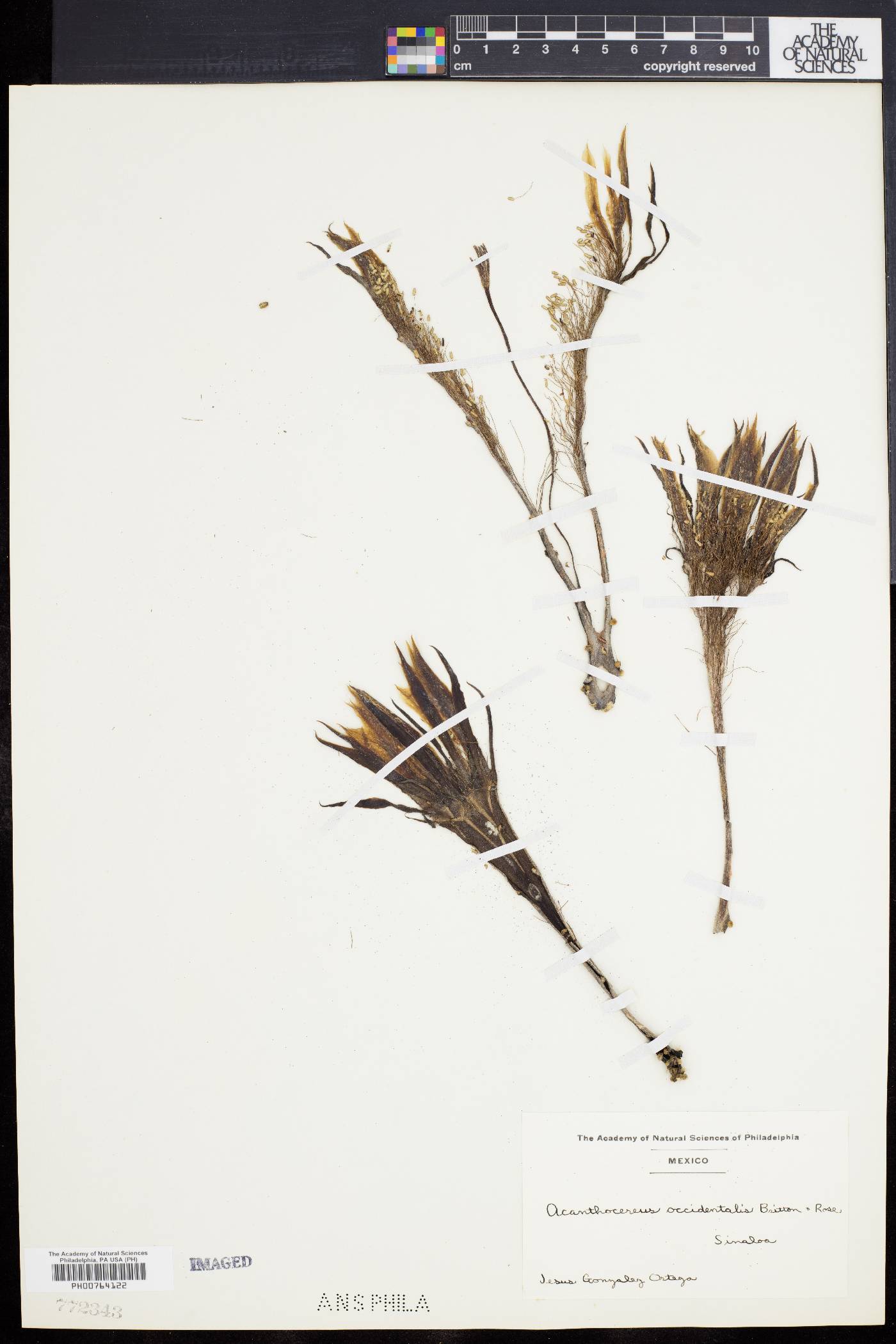 Acanthocereus occidentalis image