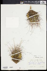 Sclerocactus uncinatus var. uncinatus image