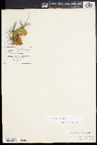 Sclerocactus uncinatus var. uncinatus image
