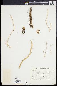 Cleistocactus baumannii image