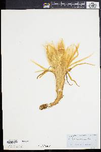 Image of Cereus eriophorus