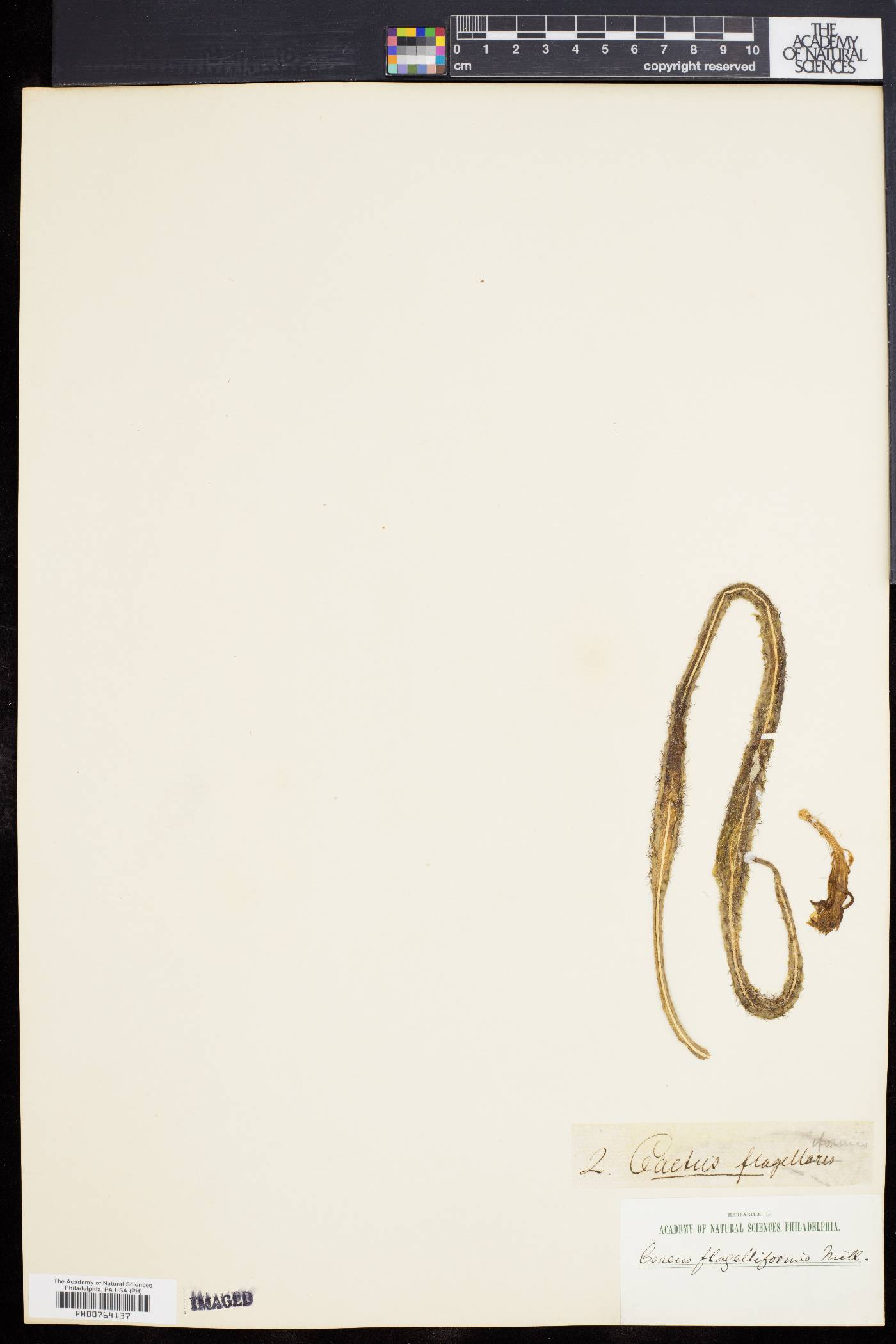 Cereus flagelliformis image