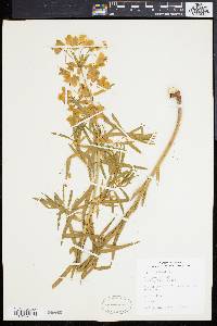 Euphorbia esula image
