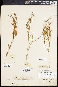 Euphorbia exserta image