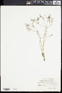 Euphorbia gracilior image