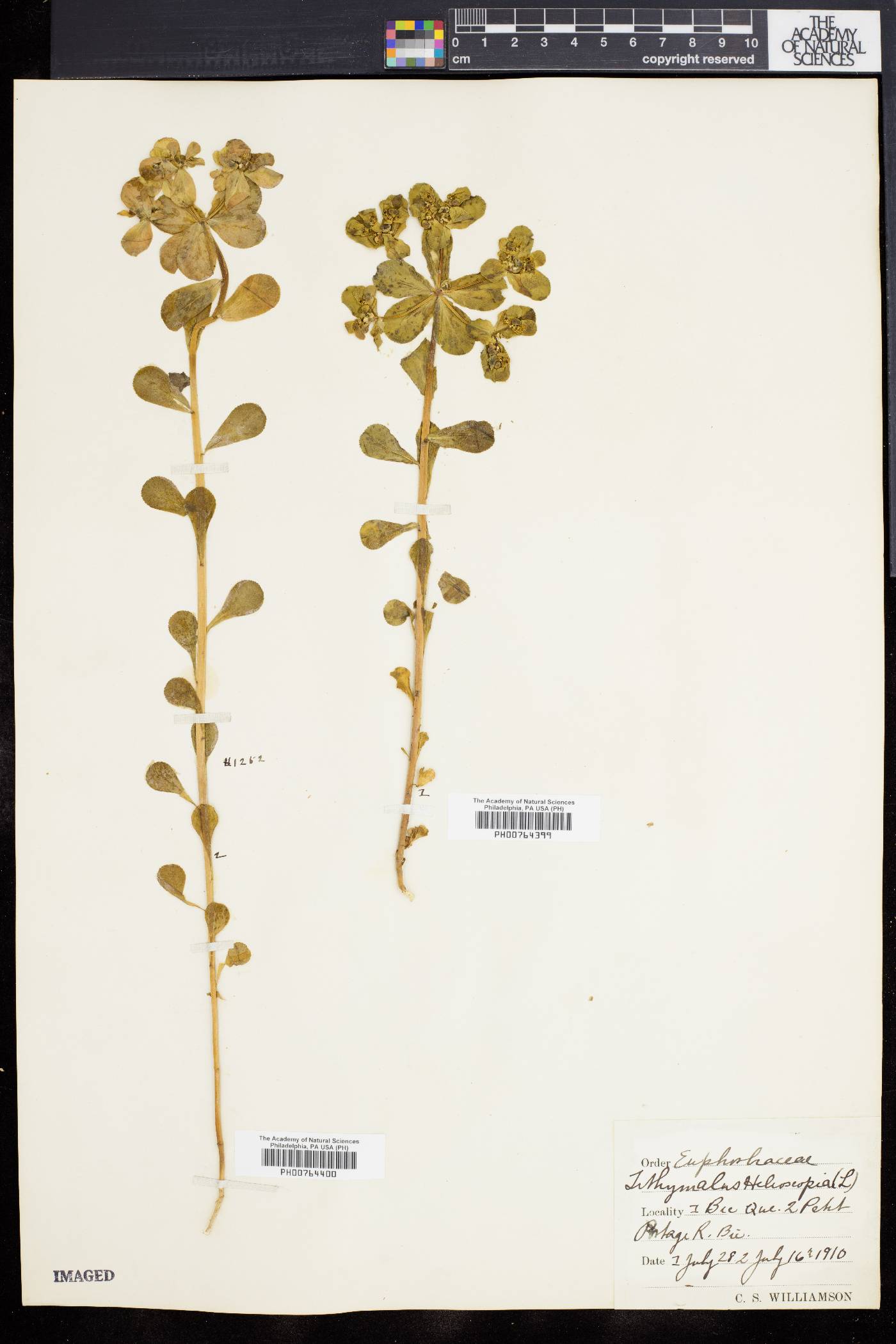 Euphorbia helioscopia image