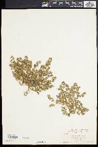 Euphorbia hirtula image