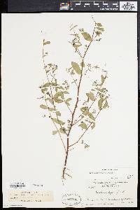 Chamaesyce hyssopifolia image