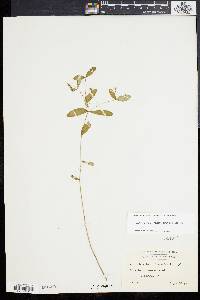 Euphorbia pubentissima image