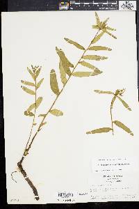 Euphorbia pubentissima image