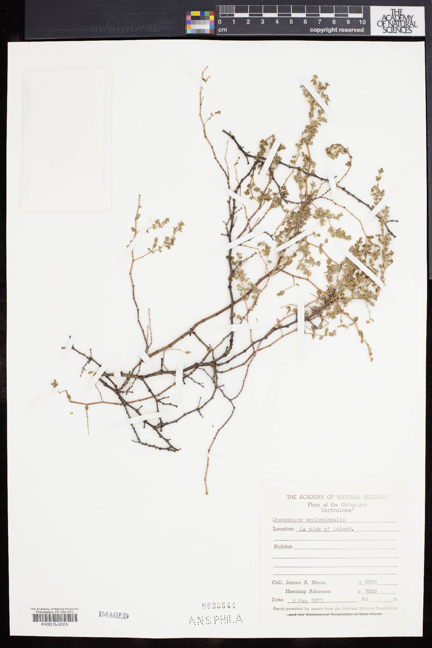 Euphorbia amplexicaulis image