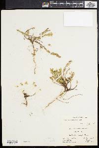 Euphorbia buxifolia image