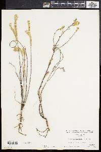 Euphorbia buxifolia image