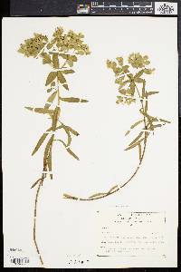 Euphorbia campestris image