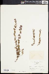 Euphorbia stictospora image