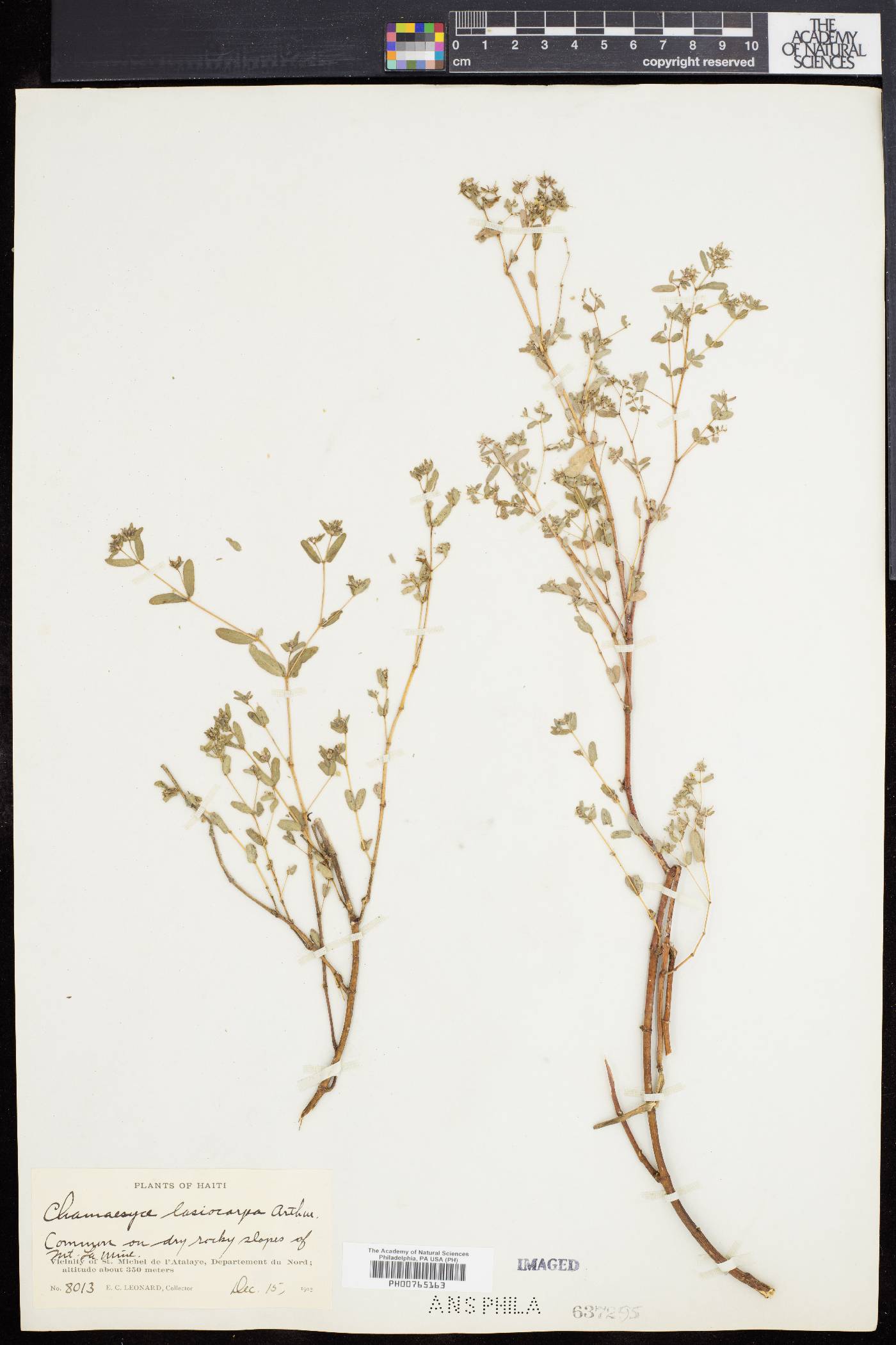 Chamaesyce lasiocarpa image