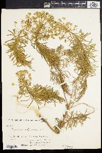 Euphorbia cyparissias image