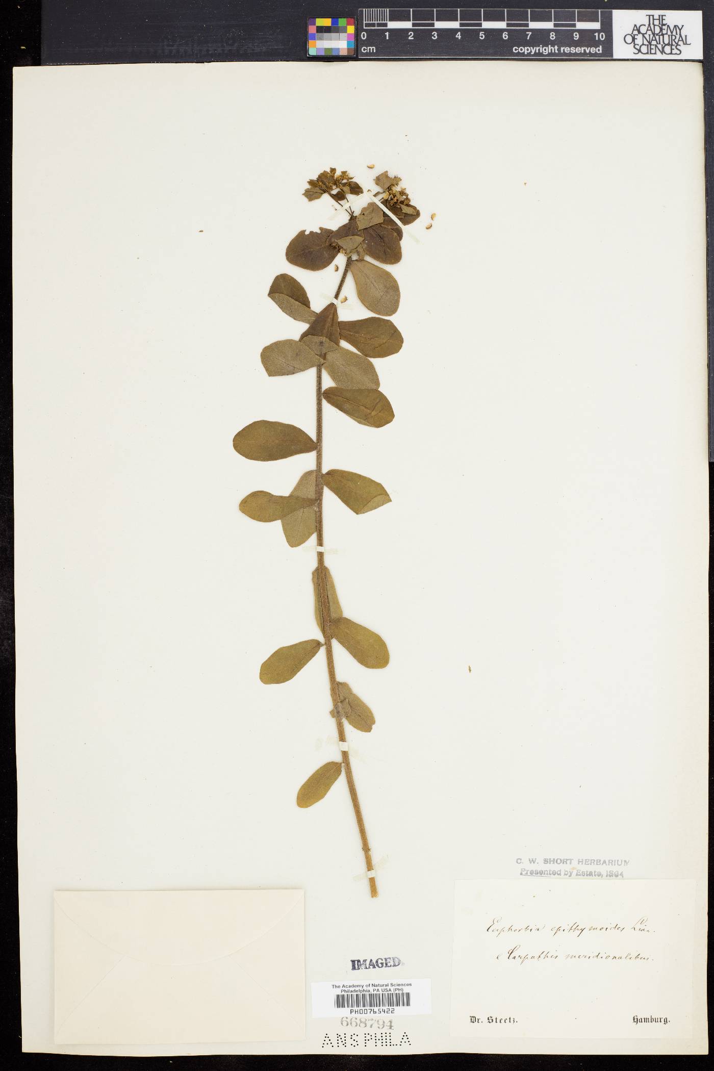 Euphorbia epithymoides image