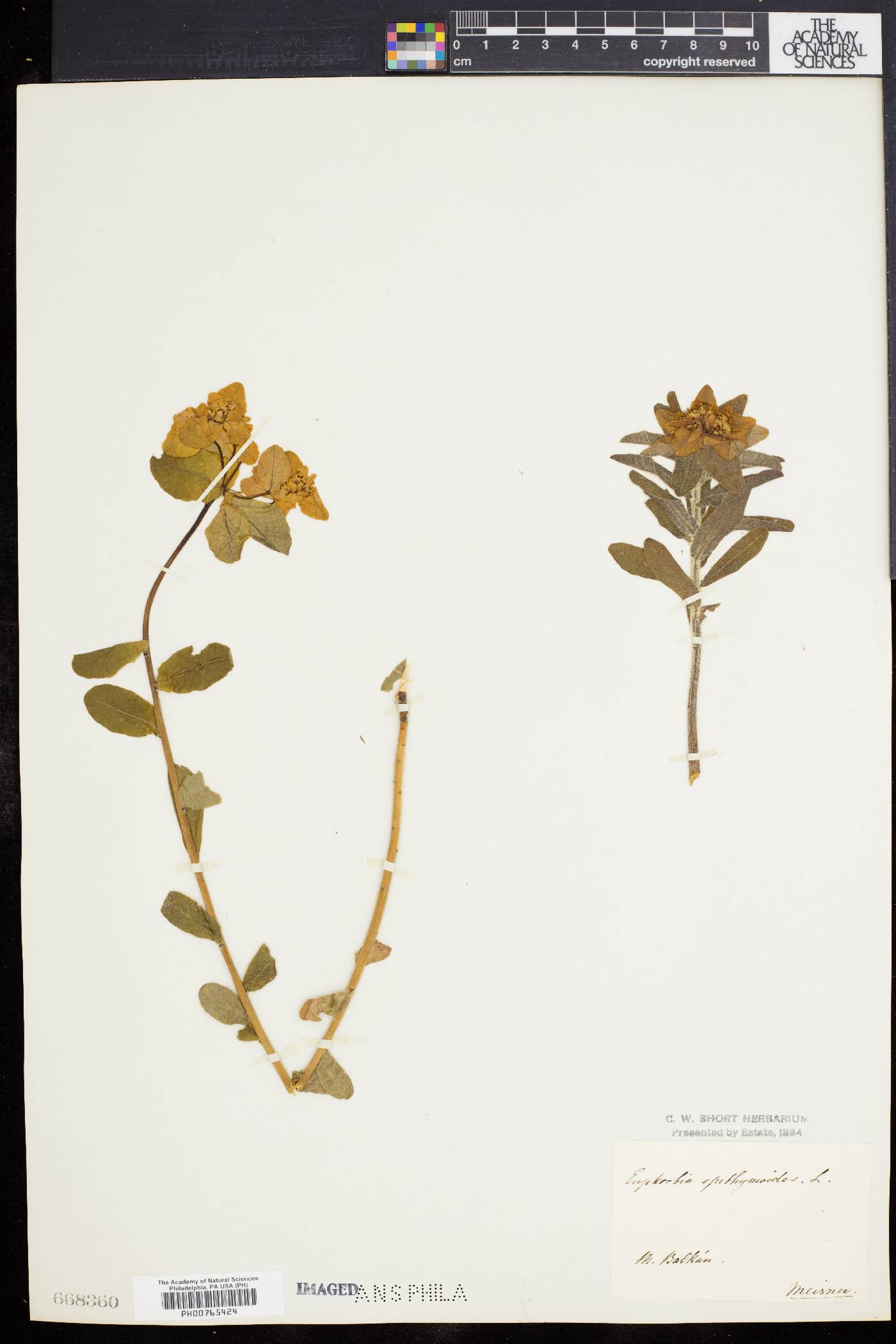 Euphorbia epithymoides image