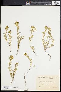 Euphorbia polygalifolia image
